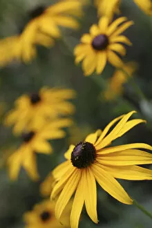 Images Dated 7th August 2005: Black Eyed Susan Daisies