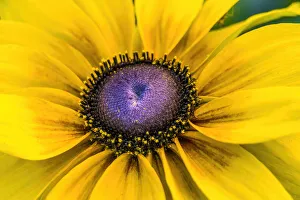 Images Dated 2021 April: Black-Eyed Susan flower blooming. Native to North America. Related to the Sunflower