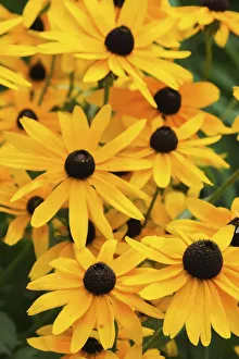 Black-eyed Susan flowers