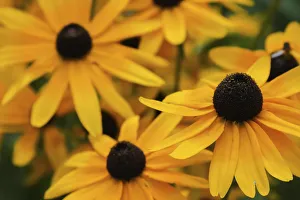 Black-eyed Susan flowers
