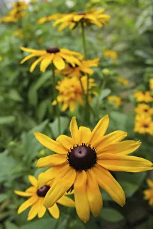Black-eyed Susan flowers