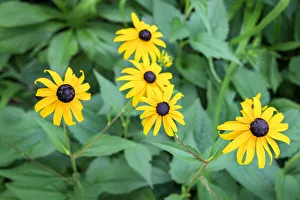 Black-eyed Susan, USA