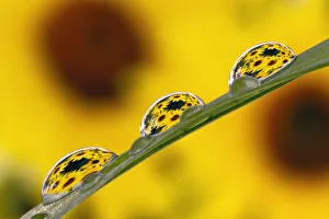 Raindrop Prints: Black eyed Susans refracted in dew drops on blade of grass
