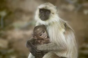 Motherhood Prints: Black-face Langurs