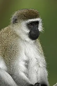 Images Dated 4th September 2011: Black-faced Vervet Monkey, Lake Nakuru National Park, Kenya, Africa