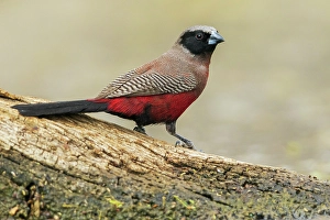 Thirst Prints: Black-faced waxbill pauses before quenching its thirst in southern Africa