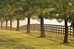 Images Dated 28th January 2024: Black fences on horse farm at sunrise on foggy morning, Oldham County, Kentucky