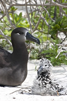 Images Dated 10th March 2009: Black-footed Albatross (Phoebastria albatrus) with chick This species is listed