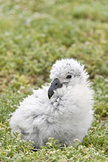 Black-footed Albatross / Phoebastria albatrus chick This species is listed as Endangered