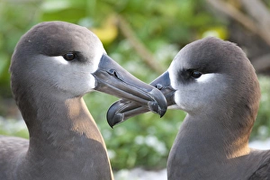 Seabird Prints: Black-footed Albatross (Phoebastria albatrus) courting This species is listed as