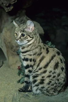 Spot Prints: Black-footed Cat, (Felis nigripes), SW Africa