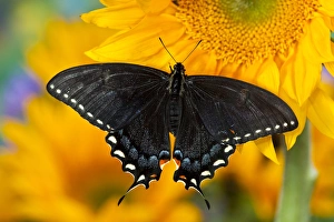 Golden Prints: Black form of Eastern Tiger Swallowtail Butterfly, Papilio glaucus