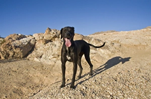 Palm Desert Prints: A black German Shorthaired Pointer standing on a rocky hill