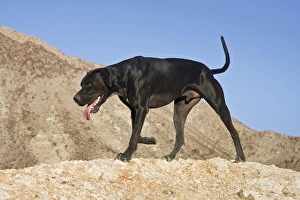 Adventure Prints: A black German Shorthaired Pointer walking on top of a hill in the Colorado Desert