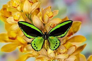 Black and green birdwing butterfly, Ornithoptera priamus, on large golden cymbidium