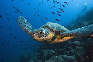 Black (Green) Turtle (Chelonia agassizi) off Wolf Island in the northern archipelago Black (Green) Turtle (Chelonia agassizi) off Wolf Island in the northern archipelago