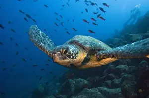 People In The Background Prints: Black (Green) Turtle (Chelonia agassizi) off Wolf Island in the northern archipelago