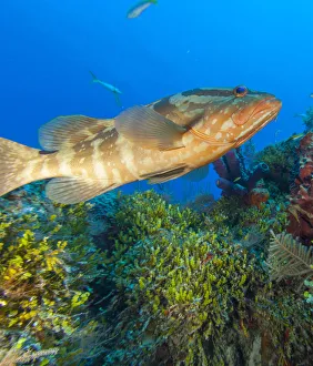 Black Grouper, Northern Bahamas, Caribbean