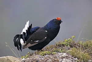 Black Grouse, Tetrao tetrix, male displaying, Wallis, Switzerland
