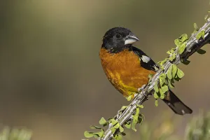 Black-headed grosbeak