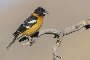 Black-headed grosbeak