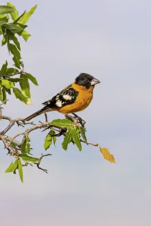 Songbird Prints: Black-headed Grosbeak male, Pima County, Arizona