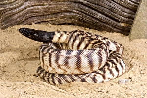 Vertebrate Prints: Black-headed Python, Aspidites melanocephalus, native to australia