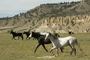 Images Dated 28th September 2007: Black Hills Wild Horse Sanctuary, Hot Springs, South Dakota, USA