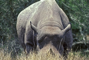 Images Dated 9th July 2010: A Black-horned Rhinoceros on Texas ranch, USA