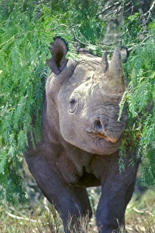Rhinoceros Prints: A Black-horned Rhinoceros at Texas ranch, USA