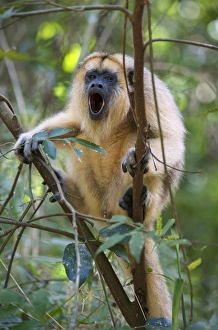 Black howler (Alouatta caraya), Misiones, Argentina. Is a species of howler monkey