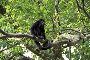 Black Howler Monkey (Alouatta Caraya) Palo Verde National Park, Costa Rica, South America Black Howler Monkey (Alouatta Caraya) Palo Verde National Park, Costa Rica, South America
