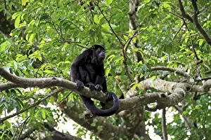 Miva Stock Prints: Black Howler Monkey (Alouatta Caraya) Palo Verde National Park, Costa Rica, South America