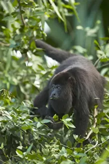 Baboon Prints: Black Howler Monkey (Alouatta pigra) Community Baboon Center, community