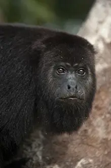 Images Dated 30th December 2010: Black Howler Monkey (Alouatta pigra) Community Baboon Center, community