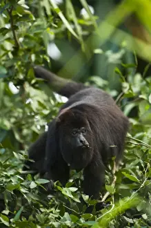 Images Dated 30th December 2010: Black Howler Monkey (Alouatta pigra) Community Baboon Center - community