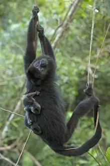 Black Howler Monkey & Baby Black Howler Monkey & Baby