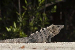 Black Iguana (Ctenosaura similis), Sian Ka an Biosphere Reserve, Yucatan Peninsula