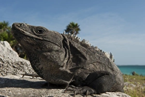 Sian Kaan Biosphere Reserve Prints: Black Iguana (Ctenosaura similis), Tulum, Sian Ka an Biosphere Reserve, Yucatan Peninsula