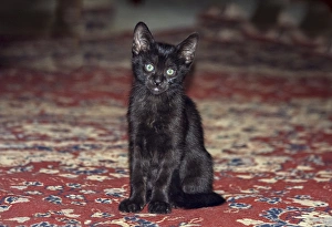 Black Kitten