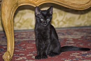 Carpet Prints: Black Kitten sitting on rug
