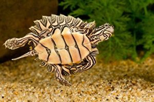 Vertebrate Prints: Black-knobbed SawbackTurtle, Graptemys nigrinoda, Native to Alabama and Mississippi