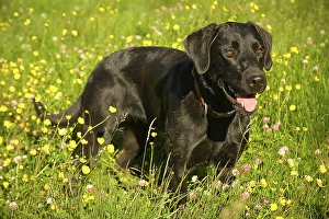 Images Dated 31st October 2024: Black Labrador dog portrait in grass and yellow flowers