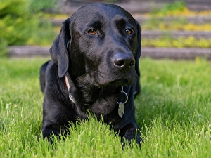 Lying Down Prints: Black Labrador dog portrait outdoors