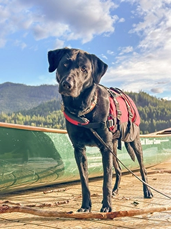 Images Dated 31st October 2024: Black Labrador dog portrait outdoors