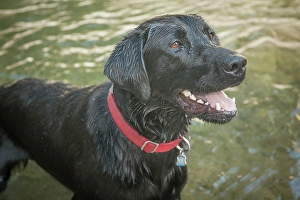 Teeth Prints: Black Labrador dog portrait in the water