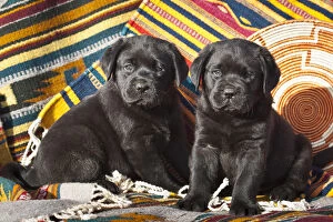 Two Black Labrador Retriever puppies sitting on Southwestern blankets