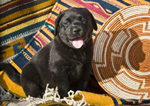A Black Labrador Retriever puppy sitting on Southwestern blankets