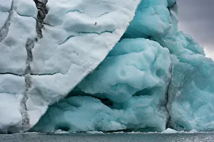 Seabird Prints: A black-legged kittiwake, Rissa tridactyla, flies near an iceberg. Svalbard, Norway
