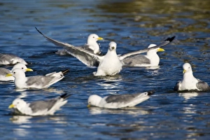 Images Dated 29th June 2007: Black-legged Kittiwakes bathe in pond near Snaefellsness, Iceland
